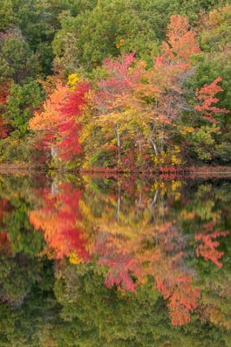 Autumn;Brown;Fall;Forest;Forested;Gold;Green;Healing;Health care;Healthcare;Lake;Landscape;Leaves;Magenta;Mirror;Modern;Nature;New Jersey;Oneness;Orange;Pastoral;Peaceful;Pond;Ramapo Lake;Ramapo Mountains;Red;Reflection;Reflections;Seasons;Tan;Timber;Timberland;Tree;Trees;United States;Water;Waterscape;Wood;Woodland;Woodlands;Woods;Yellow;calm;contemporary;contemporary art;modern art;pool;restful;serene;soothing;tranquil;zen