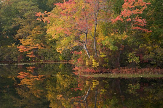 Autumn;Fall;Forest;Gold;Green;New Jersey;Ramapo Lake;Ramapo Mountains;Red;Reflection;Reflections;Timber;Timberland;Wood;Woodland;Woodlands;Woods;Yellow