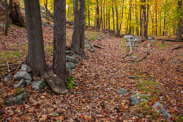 Autumn;Boulder;Boulders;Brown;Calm;Fall;Fallen;Fallen Leaves;Forest;Forested;Gold;Harriman State Park;Hiking Trail;Leaf;Nature;New York;Pastoral;Path;Pathway;Rock;Rocks;Rocky;Stone;Stones;Sunlight;Sunshine;Tan;Timber;Timberland;United States;Walkway;Wood;Woodland;Woods;Yellow;foliage;landscape;leaves;oneness;orange;peaceful;restful;road;serene;soothing;sunlit;trail;tranquil;trees;zen