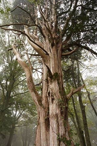 Tree Trunk;Trees;Bush;Shrub;Herbaceous;Woodland;Branch;Branches;Leafy;Bark;Trunk;Plant;Oneness;Fog;Mist;Damp;Misty;Foggy;Obscured