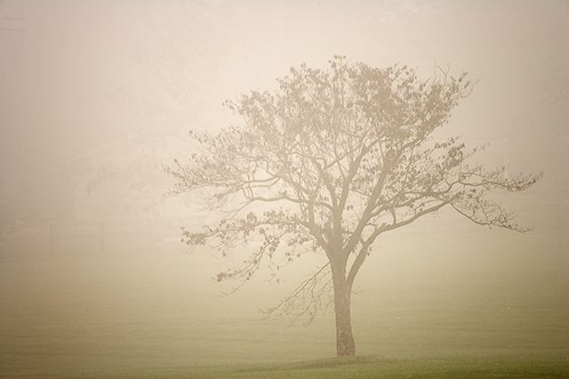 Oneness;Fog;Mist;Damp;Misty;Foggy;Obscured;Tree Trunk;Trees;Bush;Shrub;Herbaceous;Woodland;Branch;Branches;Leafy;Bark;Trunk;Plant;Silhouette