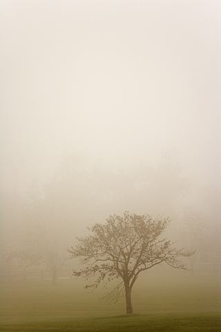 Oneness;Fog;Mist;Damp;Misty;Foggy;Obscured;Tree Trunk;Trees;Bush;Shrub;Herbaceous;Woodland;Branch;Branches;Leafy;Bark;Trunk;Plant;Silhouette