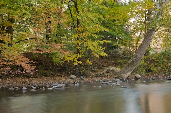 Brook;Creek;Forest;Green;New Jersey;Ramapo Reservation;Ramapo River;River;River Bed;Riverbed;Rivers;Stream;Timber;Timberland;Water;water;waterway;Wood;Woodland;Woodlands;Woods;Yellow