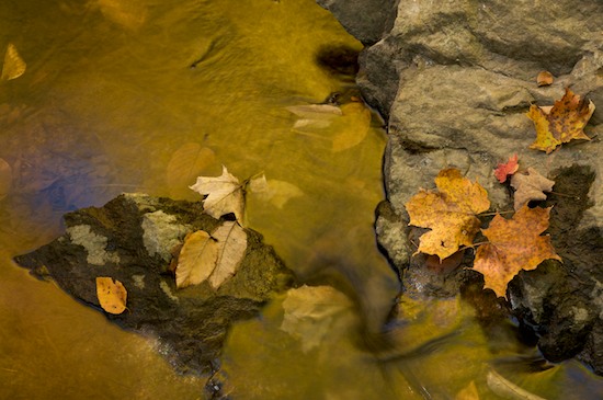 botanical;botanicals;botany;Boulder;flora;Foliage;Geological;Geology;Gold;Gray;greenery;herb;herbage;Leaf;Leafy;Leaves;New Jersey;plant;plants;Ramapo Reservation;Reflection;Reflections;Rock;Rock Formations;Rocks;shrub;Stone;Stones;Striation;vegetation;Vein;Yellow