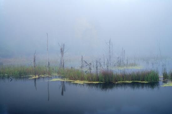  Blue;Botanical;Botanicals;Branches;Brown;Bush;Calm;Caryville;Cumberland Plateau;Fog;Habitat;Healing;Health care;Healthcare;Herb;Herbaceous;Lagoon;Leafy;Minimalism;Mist;Nature;Northern Cumberland Plateau;Obscured;Pastoral;Reservoir;Royal Blue WMA;Shrub;Swamp;TNC;Tan;Tennessee;Tree;United States;Water;Waterscape;Woodland;bark;botany;branch;flora;foggy;green;greenery;haze;herbage;lake;landscape;mist;misty;oneness;peaceful;plant;plants;pond;pool;reflection;reflections;restful;serene;soothing;tranquil;tree limbs;tree trunk;trees;trunk;vegetation;zen