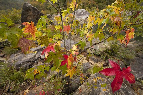 Fall Scenes;Forest;Leaf;Leaves;Nature;Trees;Autumn;Rocks;Rock;Boulder;Boulders;Rock Formations;Stones;Pebble;Pebbles;Stone