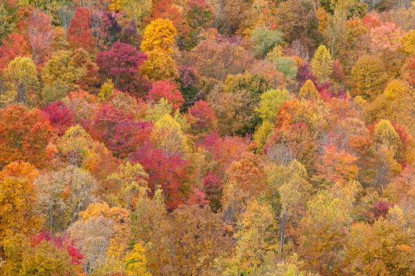 Abstract;Abstractions;Autumn;Branches;Brown;Bush;Calm;Concepts;Cool Colors;Cool Palette;Cool Tones;Couchville Cedar Glade State Natural Area;Cumberland Plateau;Fall;Forest;Gold;Green;Greens;Habitat;Healing;Health care;Healthcare;Herbaceous;Jamestown;Leaf;Leafy;Logging;Looking up;Minimalism;Mountain;Mountain Top;Mountainous;Mountains;Nature;Northern Cumberland Plateau;Oneness;Pastoral;Patterns;Peak;Pinnacle;Plant;Precipice;Range;Shrub;Skinner Mountain;Stock categories;Summit;Sunlight;Sunshine;TNC;Tan;Tennessee;Textures;Timber;Timberland;Tree;United States;Vein;Wood;Woodland;Woods;Yellow;bark;branch;color;foliage;landscape;leaves;peaceful;plants;restful;serene;shapes;soothing;sunlit;tranquil;tree trunk;trees;trunk;zen