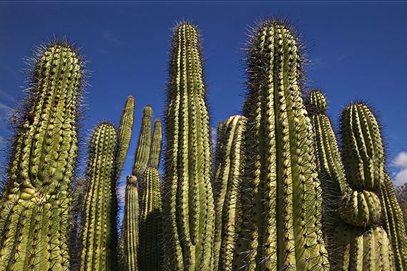 Cactus;Desert;Spines;Dry;Arizona;Southwest;Abstract;Abstractions;Patterns;Shapes;Textures