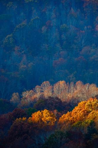 Autumn;Big South Fork National Recreation Area;Branches;Brown;Cumberland Plateau;Fall;Forest;Herbaceous;Kentucky;Leaf;Leafy;Seasons;Timber;Timberland;Tree;Vein;Warm Colors;Warm Palette;Warm Tones;Wood;Woodland;Woodlands;Woods;Yellow;bark;branch;color;foliage;leaves;orange;plant;tree trunk;trees;trunk;yellow