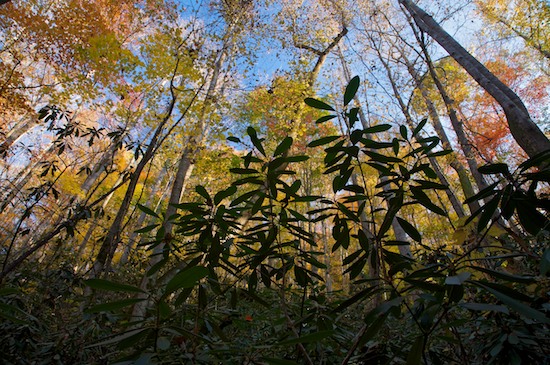 Autumn;Bark;Big South Fork National Recreation Area;Blue;Branch;Branches;Fall;Forest;Green;Herbaceous;Pine;Plant;Tennessee;Timber;Timberland;Tree;Tree Trunk;Trees;Trunk;Wood;Woodland;Woodlands;Woods;Yellow