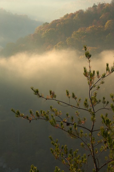 Autumn;Bark;Big South Fork National Recreation Area;Branch;Branches;Fall;Fog;Foggy;Forest;Haze;Herbaceous;Kentucky;Mist;Misty;Obscured;Pine;Plant;Timber;Timberland;Tree;Tree Trunk;Trees;Trunk;Wood;Woodland;Woodlands;Woods