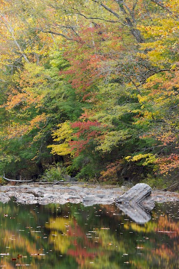 Autumn;Bark;Branch;Branches;Brook;Chattahoochee National Forest;Conasauga River;Creek;Fall;Georgia;Herbaceous;Jacks River;Plant;Reflection;Reflections;River;River Bed;Riverbed;Rivers;Stream;Tree;Tree Trunk;Trees;Trunk;Water;water;waterway