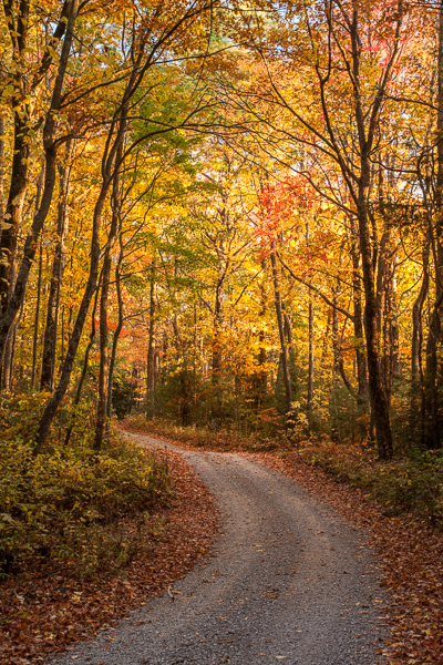 Autumn;Branches;Brown;Calm;Chattahoochee National Forest;Fall;Fallen;Fallen Leaves;Forest;Forested;Georgia;Gold;Habitat;Healing;Health care;Healthcare;Herbaceous;Hiking Trail;Leaf;Leafy;Logging;Looking up;Nature;Pastoral;Path;Pathway;Pink;Plant;Roadway;Seasons;Sunlight;Sunshine;Tan;Timber;Timberland;Tree;United States;Vein;Walkway;Winding Path;Wood;Woodland;Woodlands;Woods;Yellow;bark;branch;color;dirt road;foliage;green;landscape;leaves;oneness;orange;peaceful;plants;red;restful;road;serene;soothing;sunlit;trail;tranquil;tree trunk;trees;trunk;zen