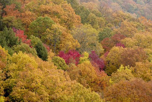 Tennessee;Tracy City;Fiery Gizzard;Leaf;Leaves;Leafy;Foliage;Steep;Sheer;Canyon;Cumberland Plateau