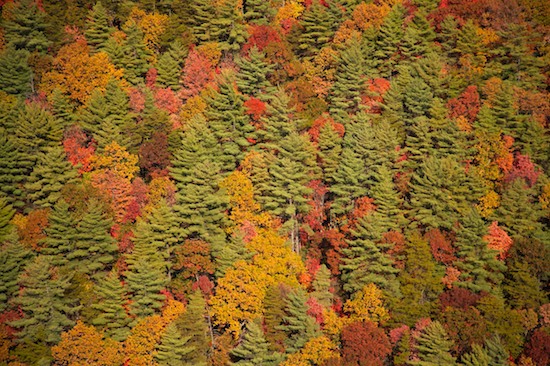 Aerial;Autumn;Bark;Branch;Branches;Brown;Chattahoochee National Forest;Fall;Fall Color;Fall Scene;Georgia;Green;Herbaceous;Hills;Hilltop;Holly Creek;Orange;Plant;Red;Sky;Tree;Tree Trunk;Trees;Trunk;Abstract