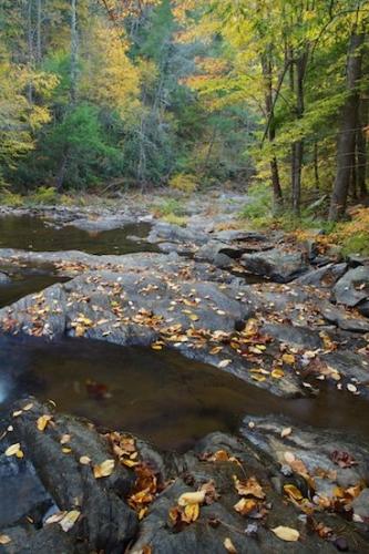 Leafy;Leaves;Fall;Riverbed;Geology;Jacks River;Conasauga River;Creek;Foliage;Stream;Geological;River;Autumn;Vein;Water;Georgia;Reflection;Rock;Plant;Leaf;Rock Formations;Rocks;Stone;River Bed;Rivers;Stones;Striation;Chattahoochee National Forest;waterway