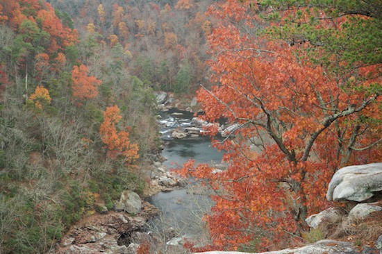 Alabama;Autumn;Bark;Bluff;Branch;Branches;brook;Bush;Cliff;Crag;creek;Escarpment;Fall;Flowing;Fort Payne;Green;Herbaceous;Leafy;Ledge;Little River Canyon National Preserve;Orange;Plant;Precipice;Red;River;Riverbed;Rivers;Rock Face;Seasons;Shrub;stream;Tree Trunk;Trees;Trunk;Water;waterway;Woodland