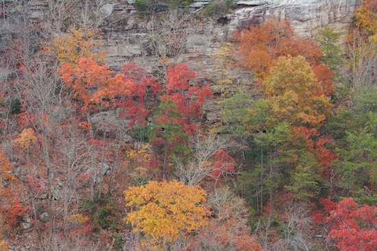 Alabama;Autumn;Bluff;Cliff;Crag;Escarpment;Fall;Forest;Ledge;Little River Canyon National Preserve;Precipice;Rock Face;Seasons;Timber;Timberland;Wood;Woodland;Woods