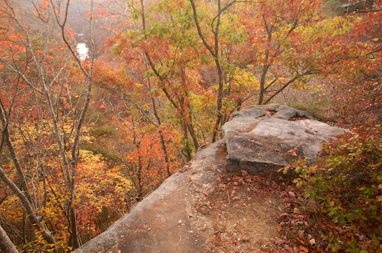 Alabama;Autumn;Bark;Bluff;Branch;Branches;Brook;Cliff;Crag;Creek;Escarpment;Fall;Fort Payne;Green;Herbaceous;Ledge;Little River;Little River Canyon;Little River Canyon National Preserve;Maple;Oak;Orange;Plant;Precipice;River;River Bed;Riverbed;Rivers;Rock Face;Stream;Tree;Tree Trunk;Trees;Trunk;water;Water;waterway;Yellow