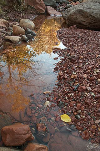 Oneness;Fall;Reflections;Colorful;Plants;Botanical;Vegetation;Foliage;Stream;Creek;Brook;Rivulet;Water;Flow;Flowing;Wet;Tributary;Cascade;Gush;Streamlet;Torrent;Pouring;White Water;Rapids;Bubbling;River;Pool of Water