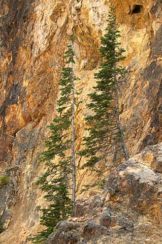 Abstract;Abstractions;Patterns;Shapes;Textures;Rocks;Rock;Boulder;Boulders;Rock Formations;Stones;Pebble;Pebbles;Stone;Tree Trunk;Trees;Bush;Shrub;Herbaceous;Woodland;Branch;Branches;Leafy;Bark;Trunk;Plant