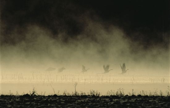 Haze;Obscured;Mist;Misty;Foggy;Fog;Contour;Shadow;Shape;Form;Profile;Outline;Silhouette;Ornithology;Feather;Feathers;Animals;Animal;Winged;Wings;Birds;Bird;Beak;Avian;Lake;Water;Pond;Pool;Reservoir;Lagoon;Break of Day;First Light;Daybreak;Dawn;Morning;Sun-up;Sunrise;Light;Daylight;Sunshine;Rays;Sun rays;Beams;Streaming;Sunlight;flight;flying