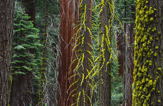 Tree Trunk;Trees;Bush;Shrub;Herbaceous;Woodland;Branch;Branches;Leafy;Bark;Trunk;Plant;Plants;Botanical;Leaf;Leaves;Vegetation;Foliage;Veins;Compound;Leaflet;Fall Scenes;Forest;Nature;Autumn