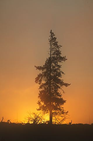 Trees;Sunlight;Sunrise;Sky;Silhouette