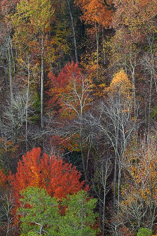 Nature Conservancy;Tennessee;Cumberland Plateau;Fall Scenes;Leaves;Trees;Leaf