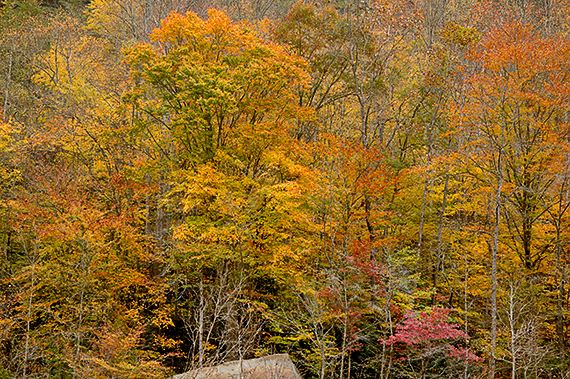 Nature;Tennessee