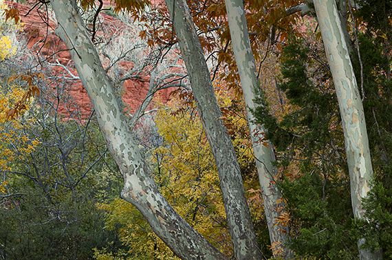 Seasons;Forest;Fall Scenes;Leaves;Trees;Yellow;Colors;Fall Scene;Nature;Leaf