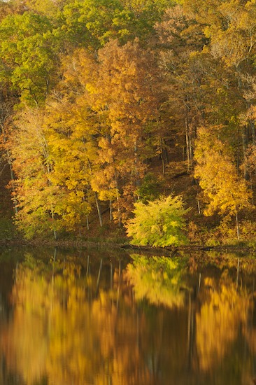 Autumn;Fall;Foliage;Forest;Gold;Green;Leaf;Leafy;Leaves;Orange;Reflection;Reflections;Timber;Timberland;Vein;Wood;Woodland;Woodlands;Woods;Yellow