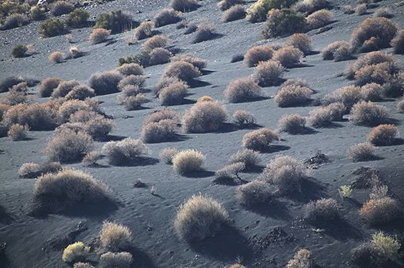 Outdoor;Plants;Desert