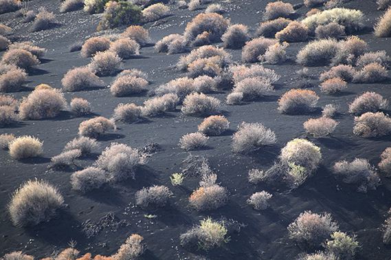 Outdoor;Plants;Desert