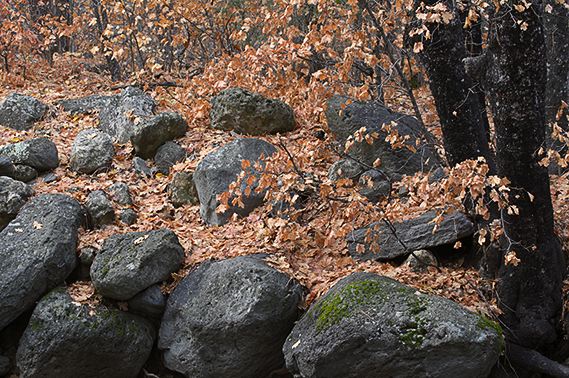 Colorful;Plants;Botanical;Leaf;Leaves;Vegetation;Foliage;Rocks;Rock Formations;Boulder