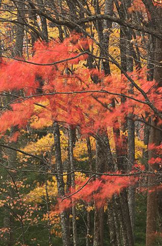 Colorful;Plants;Botanical;Leaf;Leaves;Vegetation;Foliage;Fall Scenes;Forest;Nature;Trees;Abstract;Abstractions