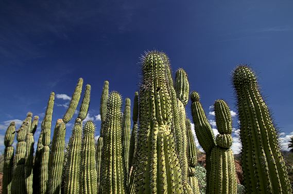 Arizona;Desert