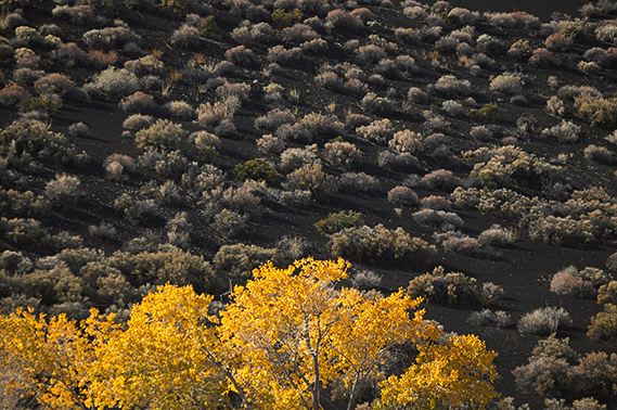 Desert;Arizona