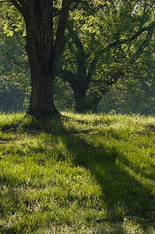 Forest;Trees;Leaves;Leaf;Plants;Woods;Bark;Outdoors;Nature;Natural;Woodland;Dawn;Season;Seasons;Spring;Sunset;Sunrise;Sunlight;Solitude;Shadow;Silhouette