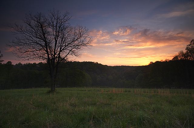 Forest;Trees;Leaves;Leaf;Plants;Woods;Bark;Outdoors;Nature;Natural;Woodland;Colorful;Botanical;Vegetation;Foliage;Sunrise;Spring;Season;Seasons;Dawn;Sky;Solitude;Silhouette