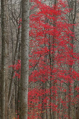 Forest;Trees;Leaves;Leaf;Plants;Woods;Bark;Outdoors;Nature;Natural;Woodland;Abstract;Abstractions;Patterns;Shapes;Fall Scenes;Cumberland Plateau;Canyon;Cliff;Bluff;Rock Face;Rock Formations;Sheer;Steep;Colorful;Botanical;Vegetation;Foliage