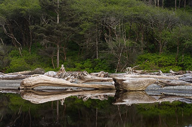 Abstract;Abstractions;Patterns;Shapes;Ocean;Beach;Waves;Shore;Shoreline;Sand;Wet;Water;Sandy;Sea;Pool of Water;Reflections;Oneness;Forest;Trees;Leaves;Leaf;Plants;Woods;Bark;Outdoors;Nature;Natural;Woodland