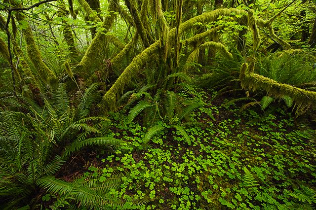 Plants;Forest;Woodland;Trees