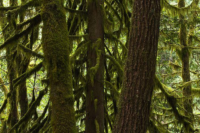 Trail;Path;Road;Journey;Forest;Trees;Leaves;Leaf;Plants;Woods;Bark;Outdoors;Nature;Natural;Woodland;Moss;Ferns;Botanical;Rainforest;Rain forest;Temperate;Wet;Humid;Weather;Bush;Tropical;Luxuriant;Boreal;Timberland
