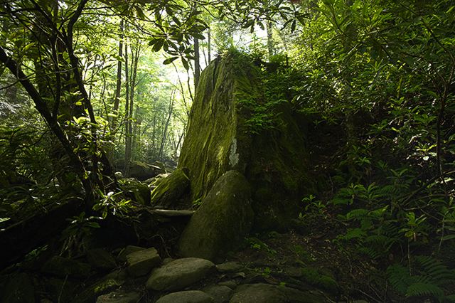 Rocks;Rock;Boulder;Boulders;Rock Formations;Stones;Pebble;Pebbles;Stone;Forest;Trees;Leaves;Leaf;Plants;Woods;Bark;Outdoors;Nature;Natural;Woodland;Trail;Path;Road;Journey;Sunlight;Sun;Beams;Sunbeam;Rays;Light;Luminance;Illuminate