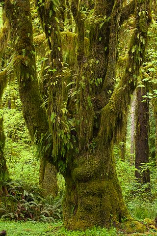 Plants;Forest;Woodland;Trees