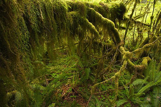Forest;Trees;Leaves;Leaf;Plants;Woods;Bark;Outdoors;Nature;Natural;Woodland;Moss;Ferns;Botanical;Rainforest