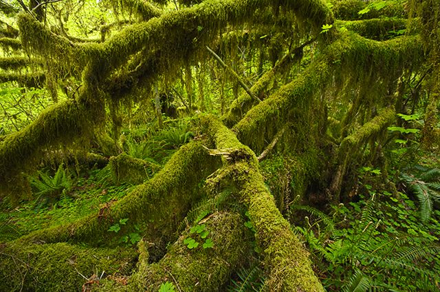 Forest;Trees;Leaves;Leaf;Plants;Woods;Bark;Outdoors;Nature;Natural;Woodland;Moss;Ferns;Botanical;Rainforest