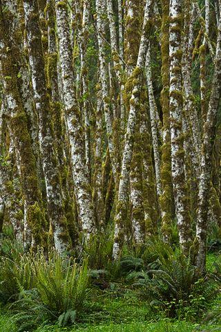 Forest;Trees;Leaves;Leaf;Plants;Woods;Bark;Outdoors;Nature;Natural;Woodland;Rain forest;Temperate;Wet;Humid;Weather;Bush;Rainforest;Tropical;Luxuriant;Boreal;Timberland;Moss;Ferns;Botanical