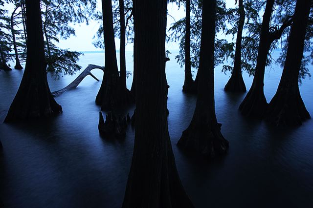 Water;Lake;Pond;Body of Water;Wet;Cool;Deep;Clear;Pool;Reservoir;Plants;Botanical;Leaf;Leaves;Vegetation;Foliage;Veins;Compound;Leaflet;Forest;Trees;Woods;Bark;Outdoors;Nature;Natural;Woodland;Tennessee;Sunlight;Sun;Beams;Sunbeam;Rays;Light;Luminance;Illuminate;Sunrise;Dawn